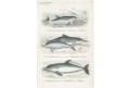 Delfíni II., Reichenbachkolor. litografie, 1846