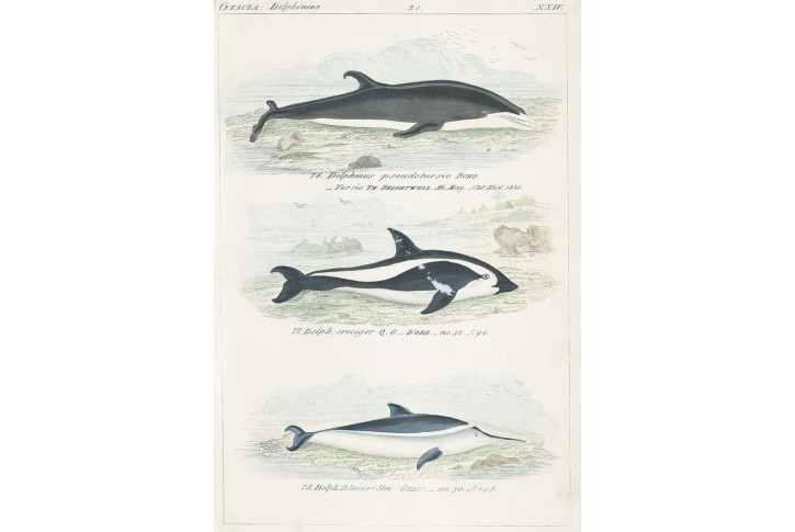 Delfíni III., Reichenbachkolor. litografie, 1846
