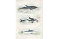 Delfíni III., Reichenbachkolor. litografie, 1846