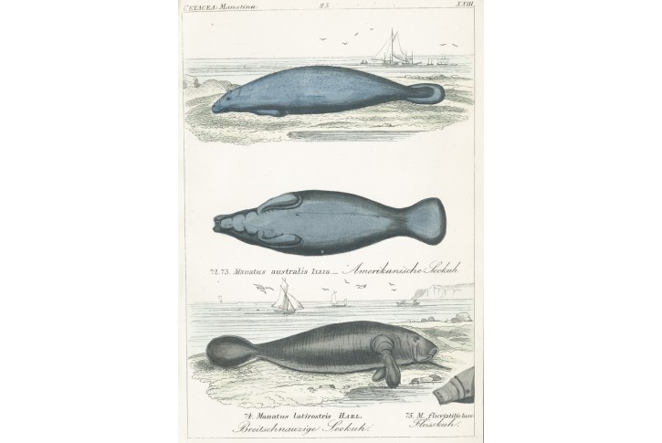 Mořská kráva, Reichenbach kolor. litografie, 1846