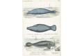 Mořská kráva, Reichenbach kolor. litografie, 1846
