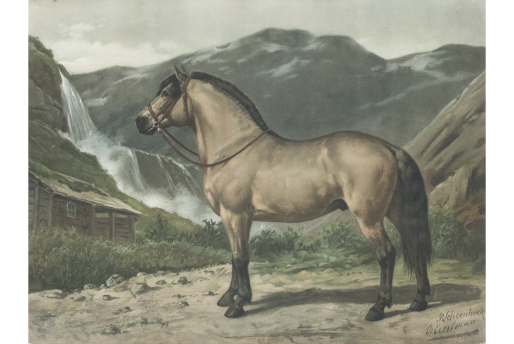 Kůň Norwegen, Schoenbeck, chromolitografie, 1903