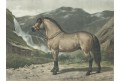 Kůň Norwegen, Schoenbeck, chromolitografie, 1903