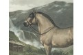 Kůň Norwegen, Schoenbeck, chromolitografie, 1903
