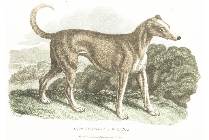 Irish greyhound, Darton, kolor. mědiryt, 1808