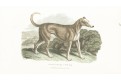 Irish greyhound, Darton, kolor. mědiryt, 1808