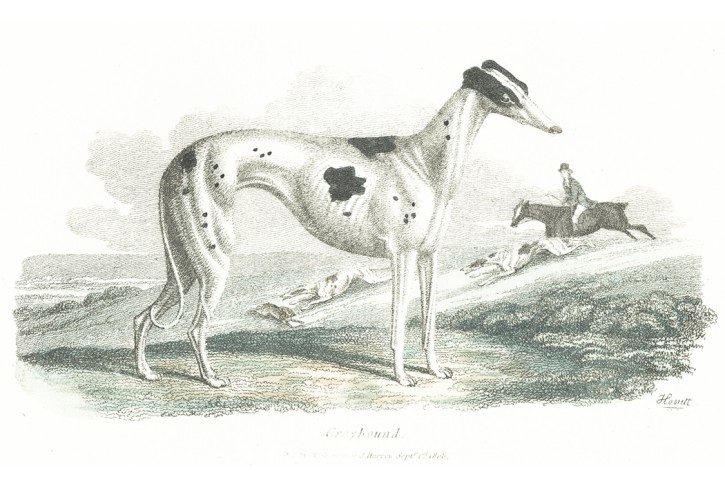 Greyhound, Darton, kolor. mědiryt, 1808