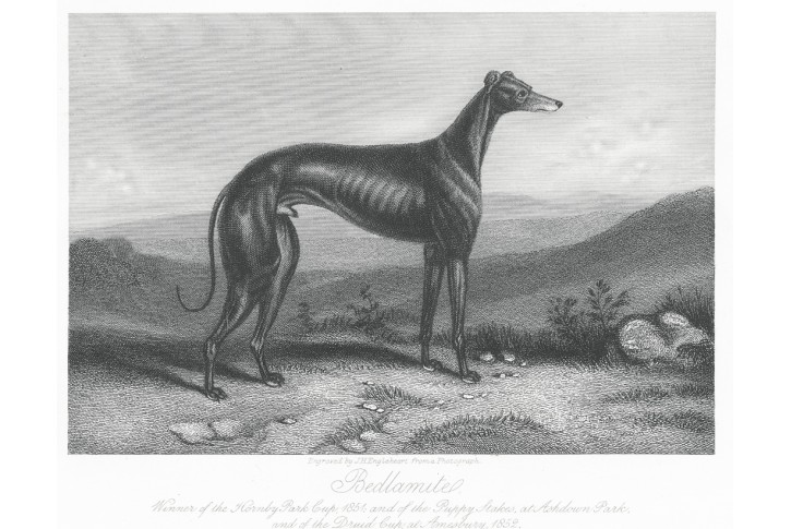 Greyhound Bedlamite, oceloryt, 1856
