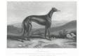 Greyhound, oceloryt, 1856