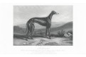 Greyhound, oceloryt, 1856