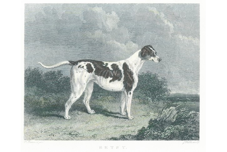 Pes Betsy, oceloryt, 1830