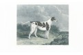 Pes Betsy, oceloryt, 1856