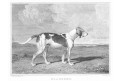 Pes Gladsome, oceloryt, 1856