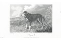 Pes Viper, Wheble,  mědiryt, 1808