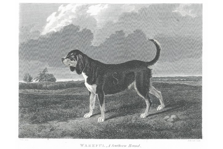 Southern Hound, Pittman, oceloryt, 1831