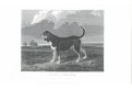 Southern Hound, Pittman, oceloryt, 1831