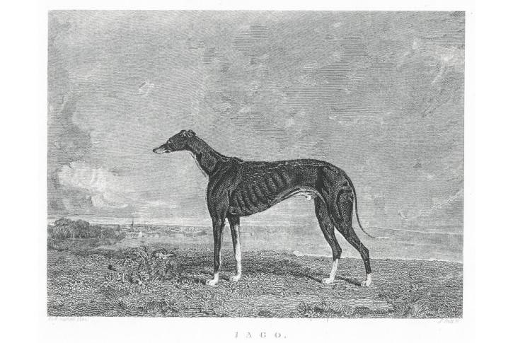 Pes Jago Chrt, Pittman, oceloryt, 1822