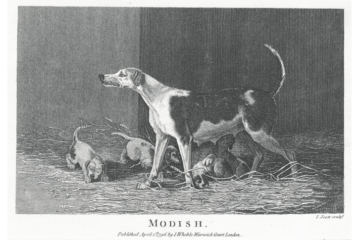 Pes Modish, Wheble, mědiryt, 1796