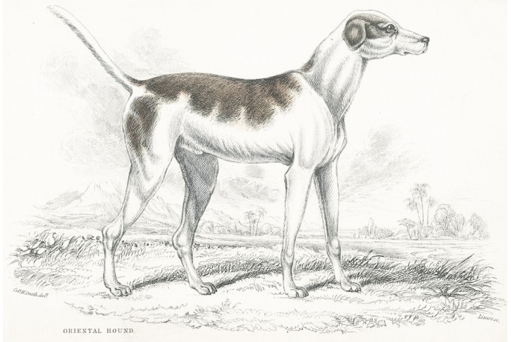 Pes orientální, kolorovaný dřevoryt , 1840