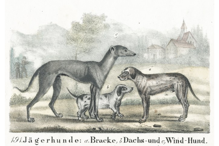 Jezevčík Chrt,  Neue.., litografie , 1837