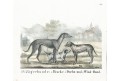 Jezevčík Chrt,  Neue.., litografie , 1837