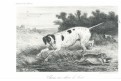 Pes Ohař, litografie, (1840)