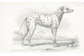 Dalmatin jeho předek, kolorovaný dřevoryt , 1840