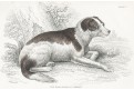 Pes lovecký, kolorovaný dřevoryt , 1840