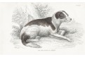 Pes lovecký, kolorovaný dřevoryt , 1840