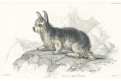 Skye Terrier, kolorovaný dřevoryt , 1840