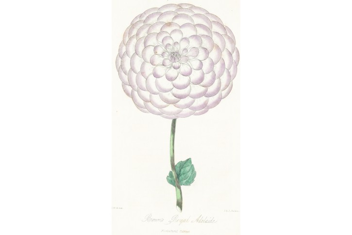 Broums Royal Adelaide, kolor. litografie, (1850)