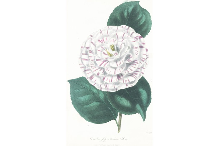 Kamélie, kolor. litografie, Harris, 1844