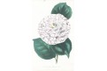 Kamélie, kolor. litografie, Harris, 1844
