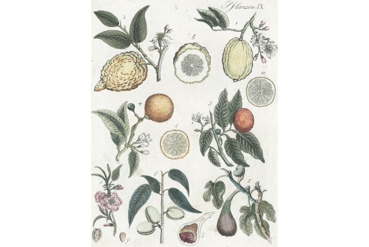 Citrusy , Bertuch, mědiryt, 1792