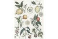 Citrusy , Bertuch, mědiryt, (1800)