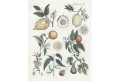 Citrusy , Bertuch, mědiryt, (1800)
