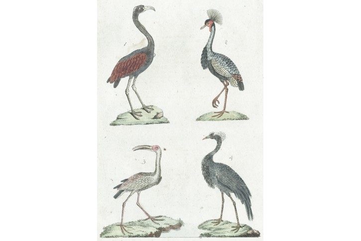 Plameňák vodní ptáci, Bertuch, mědiryt, 1792