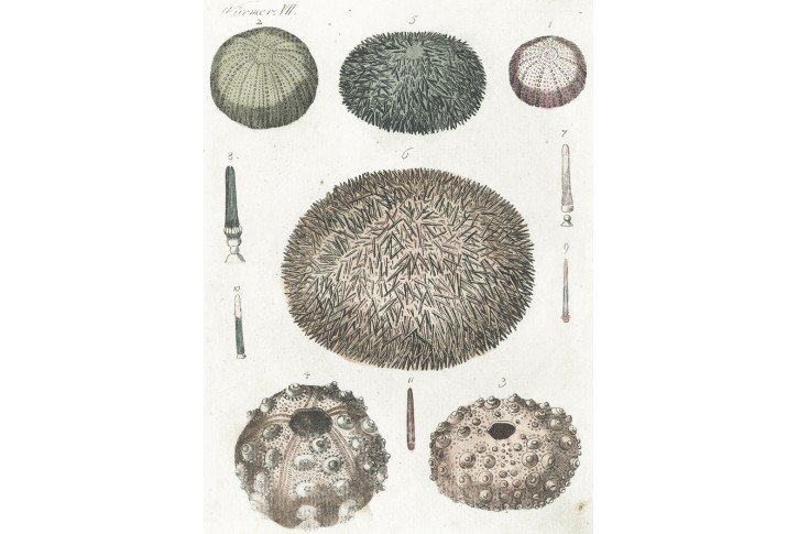 Mořský ježek ježovka, Bertuch, mědiryt, 1800