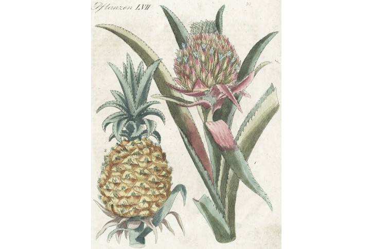 Ananas , Bertuch, mědiryt, 1792