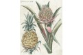 Ananas , Bertuch, mědiryt, 1792