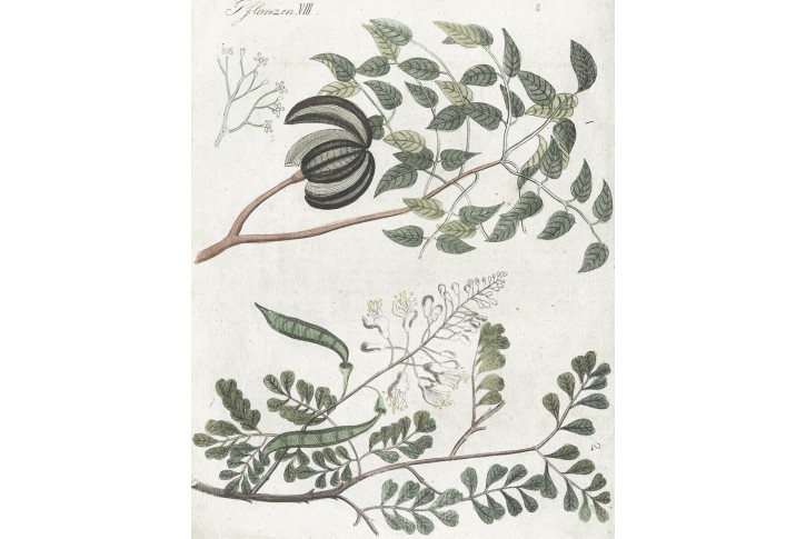 Mahagon Brazilský , Bertuch, mědiryt, (1800)