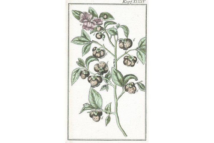 Čajovník čínský, Wilhelm, kolor mědiryt, 1811