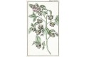 Camelia Sinensis, Wilhelm, kolor mědiryt, 1811