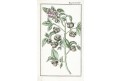 Camelia Sinensis, Wilhelm, kolor mědiryt, 1811