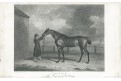 Kůň Ruffle, mědiryt, (1830)