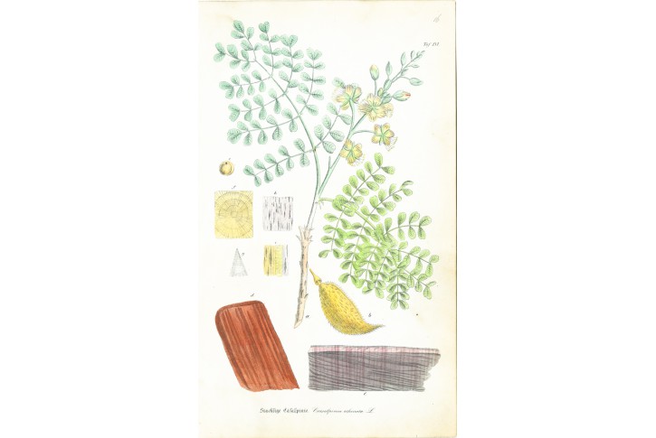 Sapan ježatý, kolor. litografie, (1870)
