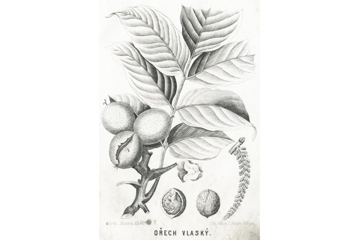 Ořech vlašský, Zlaté klasy, litografie, 1854