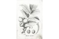 Ořech vlašský, Zlaté klasy, litografie, 1854
