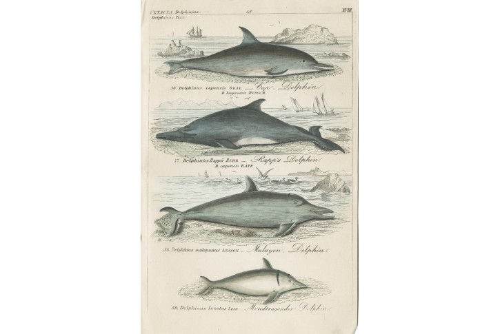 Delfíni IV., Reichenbachkolor. litografie, 1846