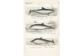 Delfíni V., Reichenbachkolor. litografie, 1846